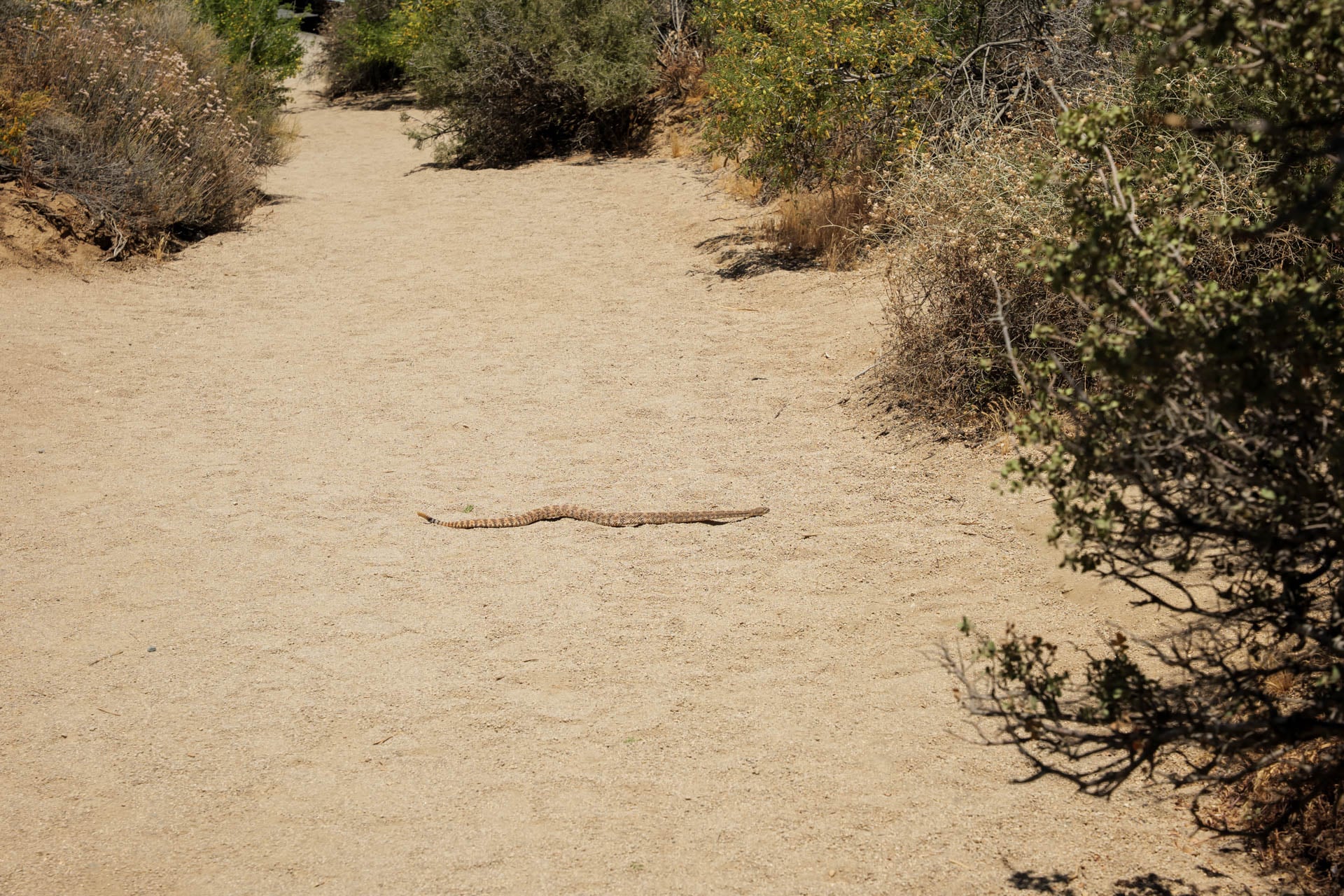 Rattlesnake crossing the trail near Skull Rock